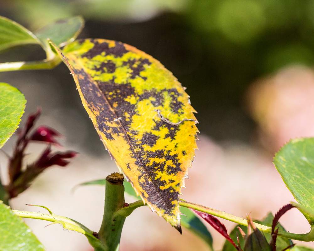 have-black-spots-on-tree-leaves