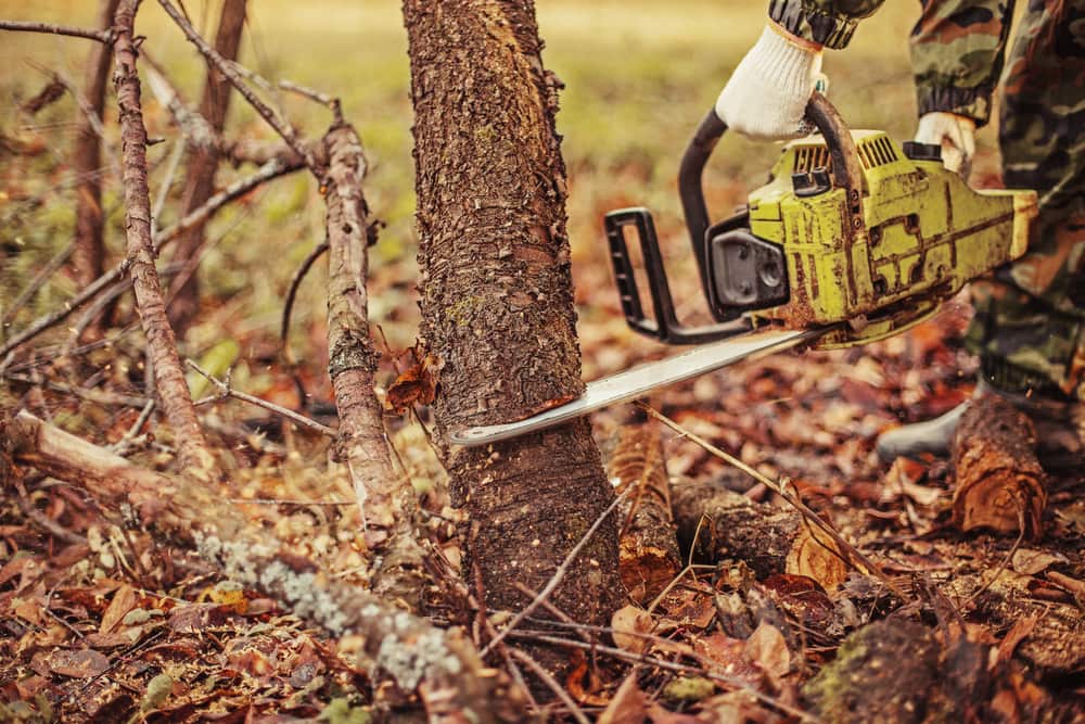 cutting-down-tree-chainsaw-service