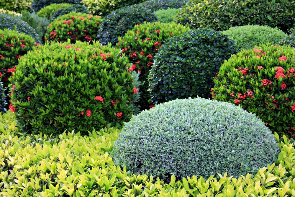 quick-guide-fertilizer-tree-shrub-care